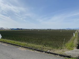 熊本県のい草畑